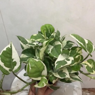 Chậu cây trầu bà cẩm thạch