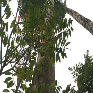 Cây giống gỗ sến