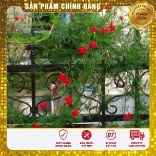 Hạt Giống Hoa Tóc Tiên( 10 hạt)