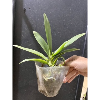lan hồ điệp màu blue