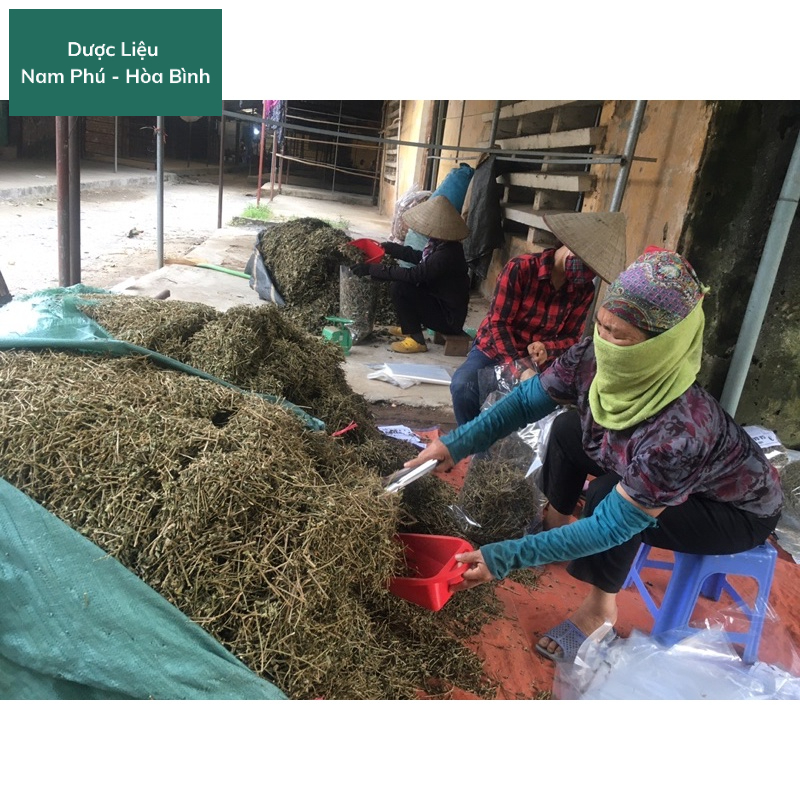 1KG Cà Gai Leo Hòa Bình giá SỈ sạch thơm lọc sạch vụn giúp giải độ.c gan, hạ men gan