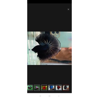 Betta halfmoon Xã 1 T'rống Betta halfmoon đa sắc ( tặng cám)