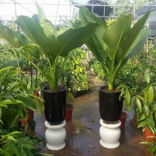 Cây Đại Phú Gia ( chưa gồm chậu )