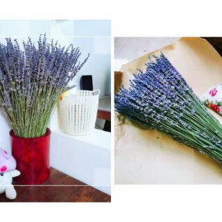 Hoa oải hương khô