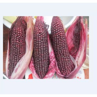 Hạt giống Ngô Nếp Tím Đen (Bắp Dẻo Ngọt) nhập Thái Lan nguyên gói