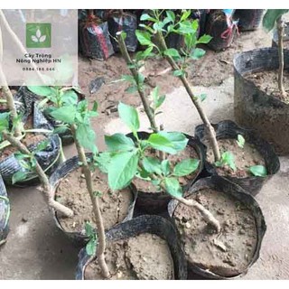 Cây giống táo đỏ lùn