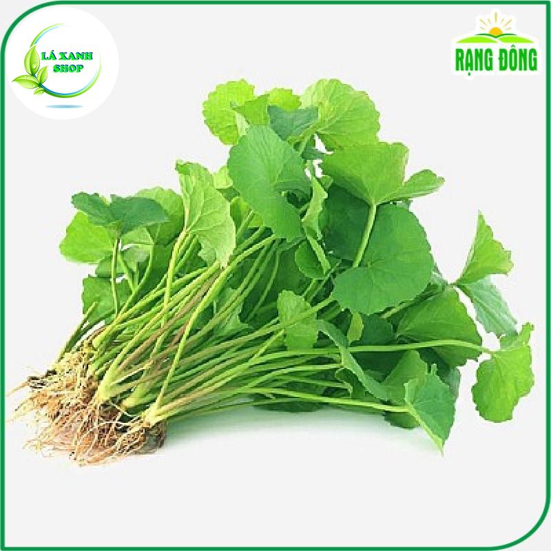 Hạt giống Rau Má Lá Nhỏ Trồng Quanh Năm, Thu Hoạch Nhiều Lần (gói 1 gram) - Hạt giống Rạng Đông