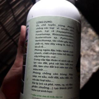 Nấm đối kháng Trichoderma