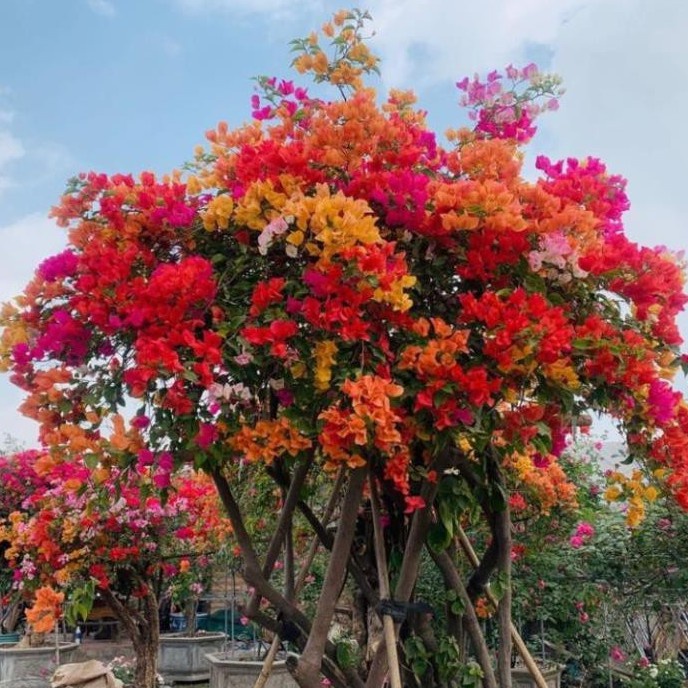 [10 túi] Phân dê bón cho lan, bón hoa hồng cho cây trồng đã xử lý- phân dê túi lưới dài 20cm