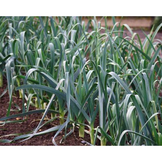 Hạt giống rau tỏi tây