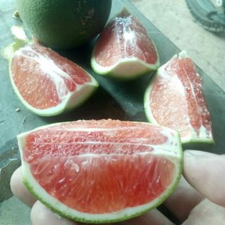 Cây cam cara ruột đỏ không hạt.