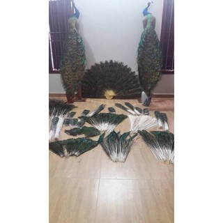 lông công - lông rìa 80cm loại 1