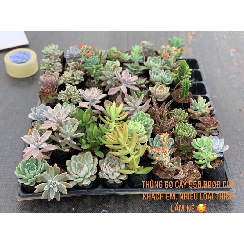 Sen đá Đà Lạt. Size 8-10cm