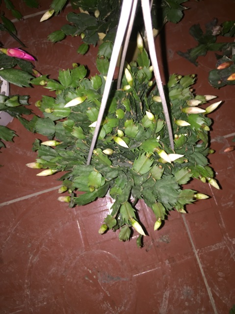 Lan càng cua
