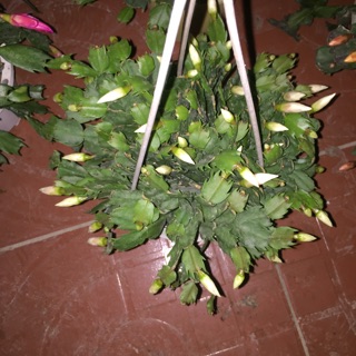 Lan càng cua