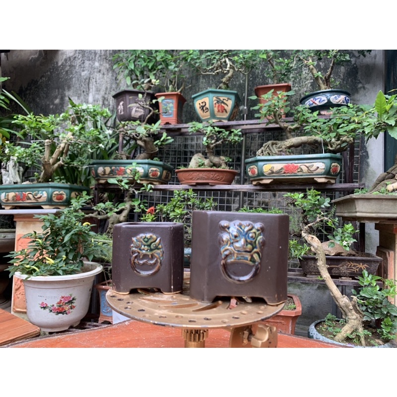 2 Bợm vuông trồng cây bonsai giáng quoái