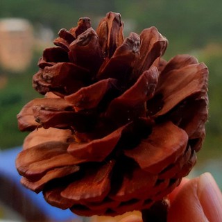 Quả Thông - Trái Thông Khô