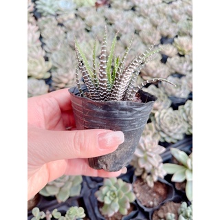 Xr móng rồng size bầu 3-5 cm
