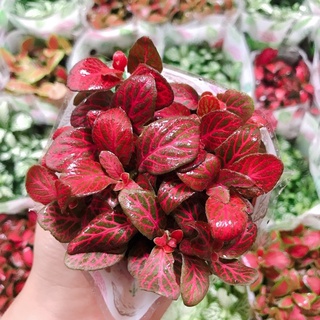 Lá may mắn - Lá Cẩm nhungi