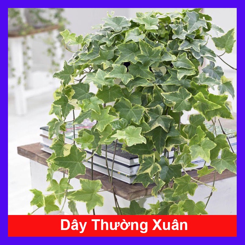 Cây Thường Xuân - cây cảnh sân vườn + tặng phân bón cho cây - caykiengsadec