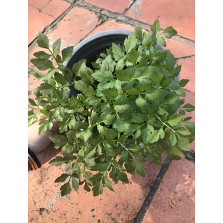 chậu cây rau cần nước/cần cơm/cần ống