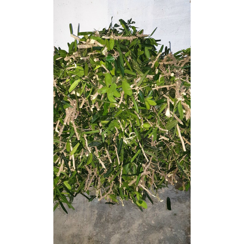 Cây giống Xáo Tam Phân khánh Hòa