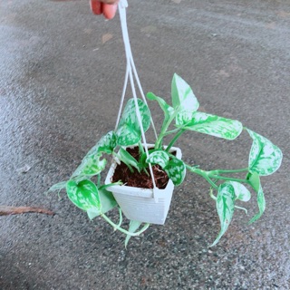 Chậu trầu bà lụa