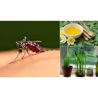 Tinh dầu Sả JaVa 10ml nguyên chất đuổi muỗi xông phòng
