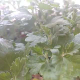 Cây giống cúc mâm xôi vàng