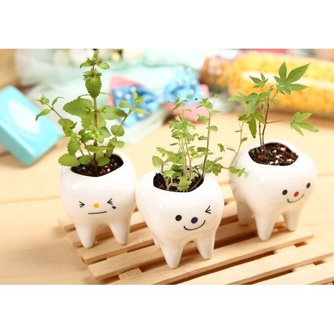 Chậu cây cảnh làm từ gốm sứ tạo hình độc đáo để trang trí nhà cửa