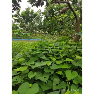 Combo 5 dây khoai lang ăn ngọn, trồng lấy củ