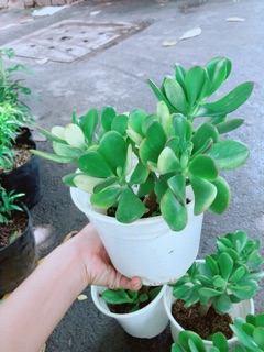 Chậu Ngọc Bích