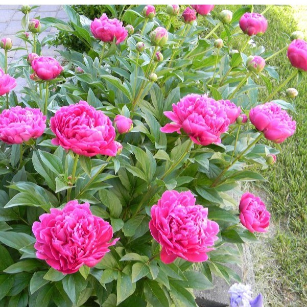 Hạt giống hoa mẫu đơn mix gói 5 hạt : tặng kèm 3 viên nén ươm hạt