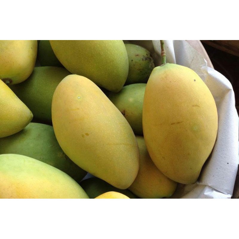 Xoài  Cát  Hòa  Lộc.