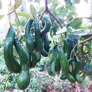 Cây bơ 034 siêu trái