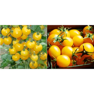 4h hạt giống cà chua lùn  vàng