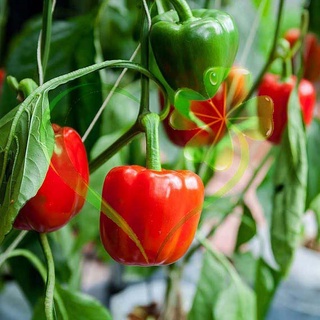 Hạt giống ớt ngọt f1 - gói 10 hạt