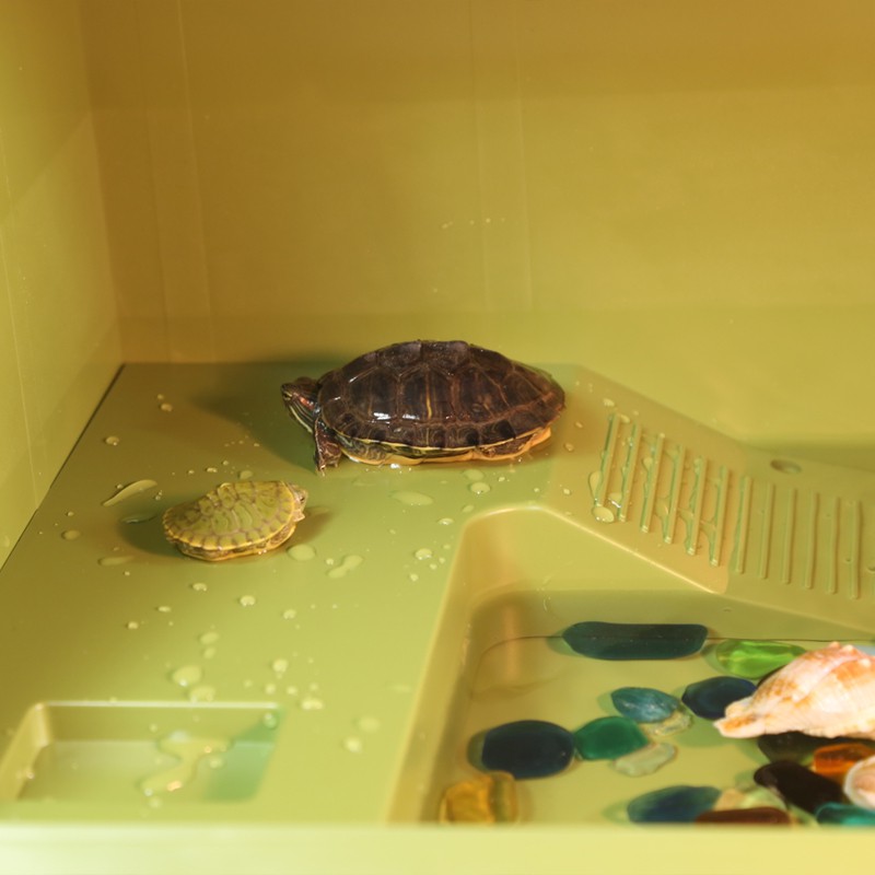 H0 Bể nuôi rùa- Bể nuôi Bò Sát thú cưng -Bể nước-Hộp nuôi rùa Hàng đẹp