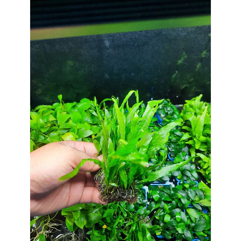 Dương xỉ lá hẹp - dương xỉ miếng - cây thủy sinh dễ trồng , dán đá lũa