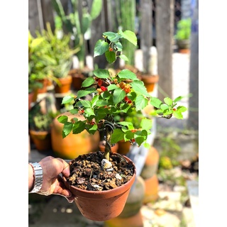 Chậu đất nung cây dâu tằm Bonsai
