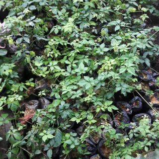 Cây giống Giảo Cổ Lam( chuẩn giống )
