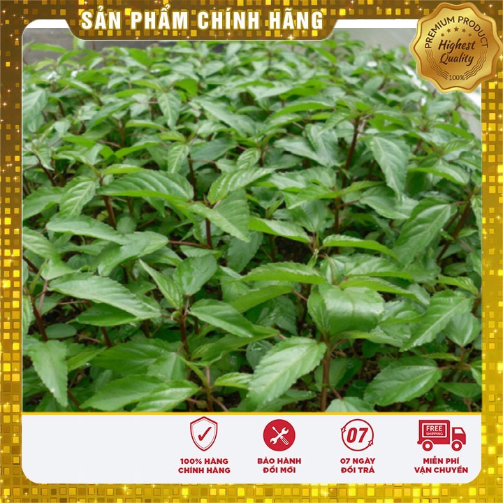 Hạt giống Rau Đay Đỏ Cao Sản trồng quanh năm gói 20 Gram