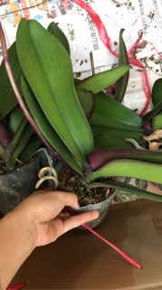 Lan hồ điệp sẵn ngồng