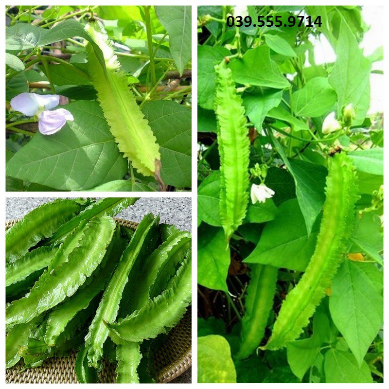 Hạt giống Đậu Rồng Tứ Quý - quả to ngon, SINH TRƯỞNG TỐT