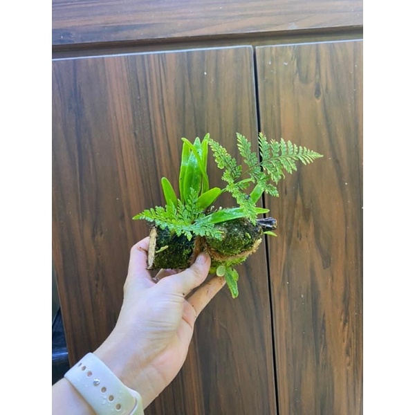 Lũa gỗ bám rêu và lan siêu đẹp set terrarium, bán cạn, hồ cá non bộ