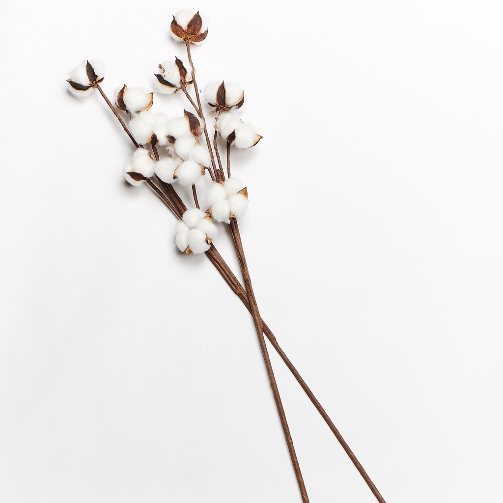 Hoa bông gòn cotton cắm hoa khô, trang trí nhà cửa, chụp ảnh sản phẩm 1 cành 1 bông