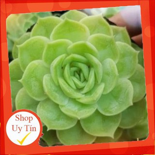 sen đá Ngọc bích mới lớn🍏 |FREESHIP| 🔥 XỨ NÓNG, ĐÃ THUẦN KHÍ HẬU, KHOẺ ĐẸP 🍏 LỖI 1 ĐỔI 1