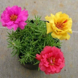 hạt giống hoa mười giờ mix nhiều màu