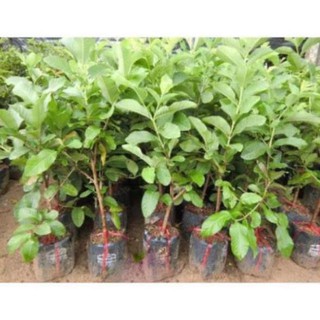 Cây Ổi Ruby Ruột Đỏ Thái Lan