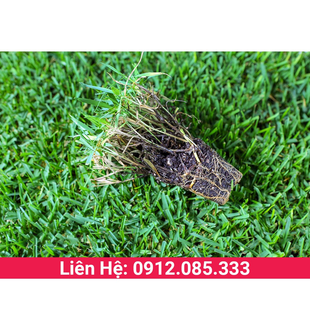 Hạt cỏ bermuda cỏ gà trồng làm thảm cảnh sân vườn, sân bóng gói 200g